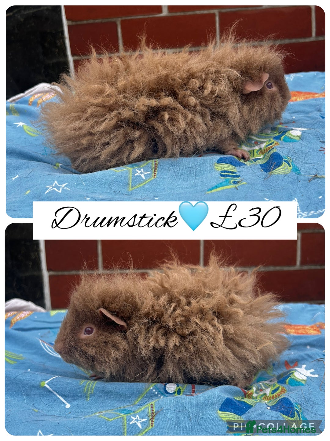Guinea Pig rodents for sale: Guinea pig boars  - Image 29