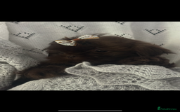 Shih Tzu dogs for sale: Beautiful family raised Shih tzu puppies. - Image 6