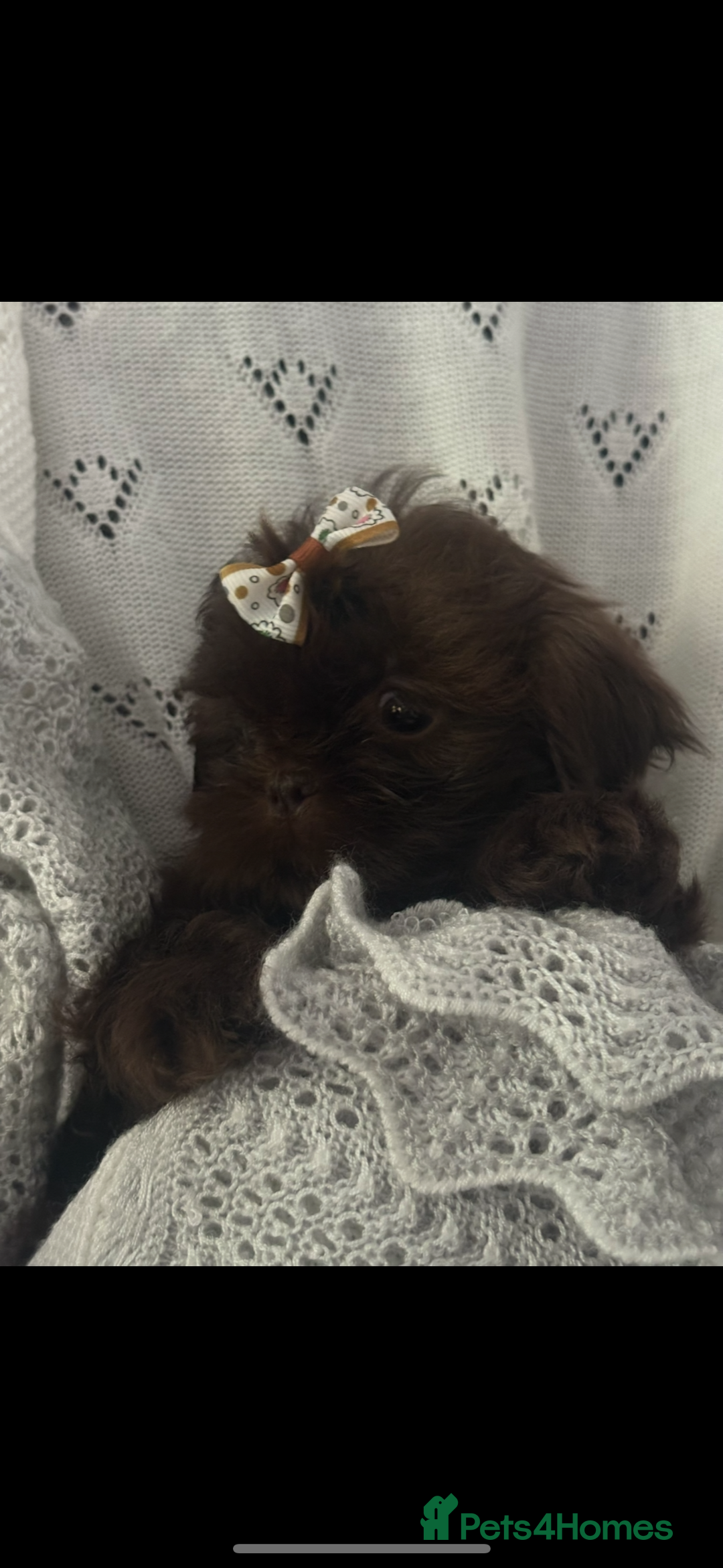 Shih Tzu dogs for sale: Beautiful family raised Shih tzu puppies. - Image 6