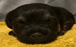 Border Terrier dogs for sale: Stunning SLEM clear KC reg blue and tan bitch pup - Image 2