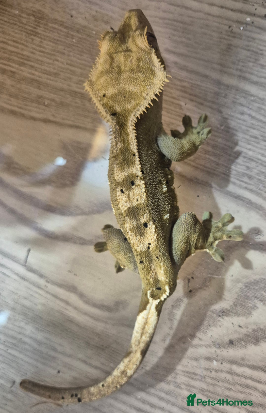 Gecko reptiles for sale: 2 year old crested gecko  - Advert 2