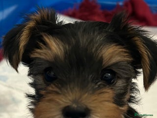 Yorkshire Terrier dogs Mini Yorkshire Terrier Puppies. - Advert 1