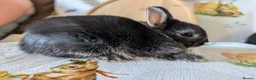 Netherland Dwarf rabbits for sale: Netherland dwarf rabbits - Advert 13