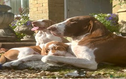 Bracco Italiano dogs for sale: Adorable Bracco Puppies Due 3rd October  - Image 13