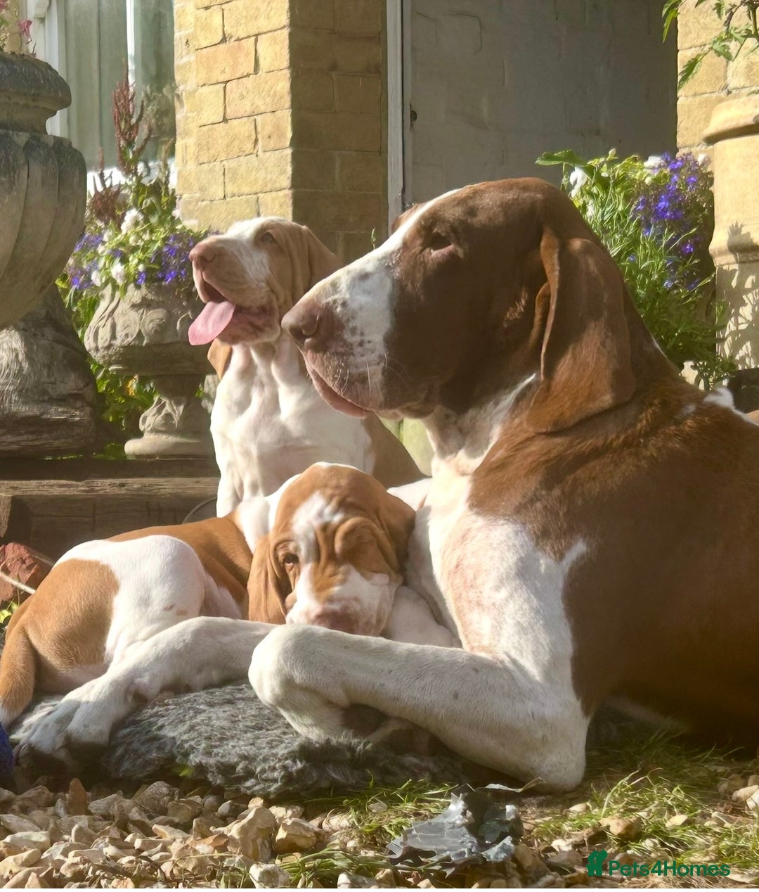 Bracco Italiano dogs for sale: Adorable Bracco Puppies Due 3rd October  - Image 13