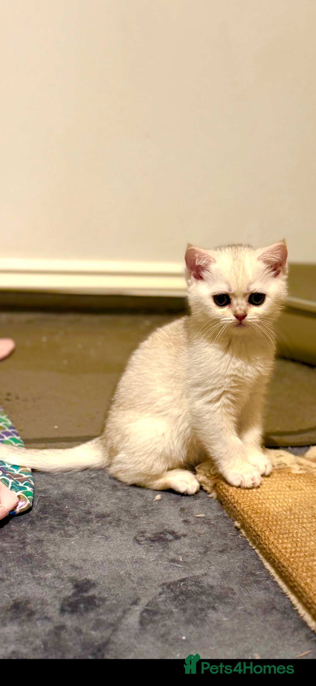 Scottish Fold cats for sale: Scottish pedigree kittens fold and straight - Advert 4