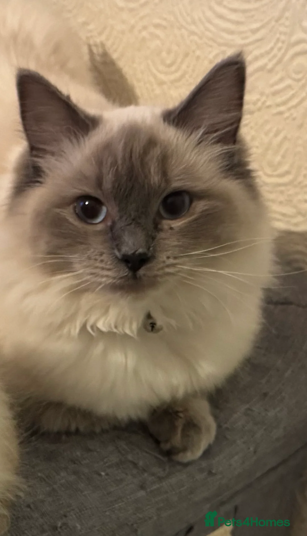 Ragdoll cats for sale: Stunning ACTIVE ragdoll - Advert 1