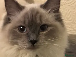 Ragdoll cats Stunning ACTIVE ragdoll - Advert 1