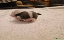 Chihuahua dogs for sale: Female Puppies  - Image 9