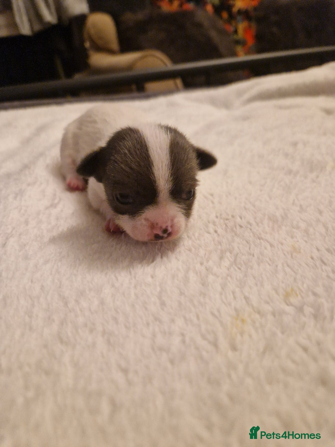 Chihuahua dogs for sale: Female Puppies  - Image 9