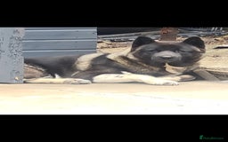 Akita dogs for sale: Male American Akita - Image 3