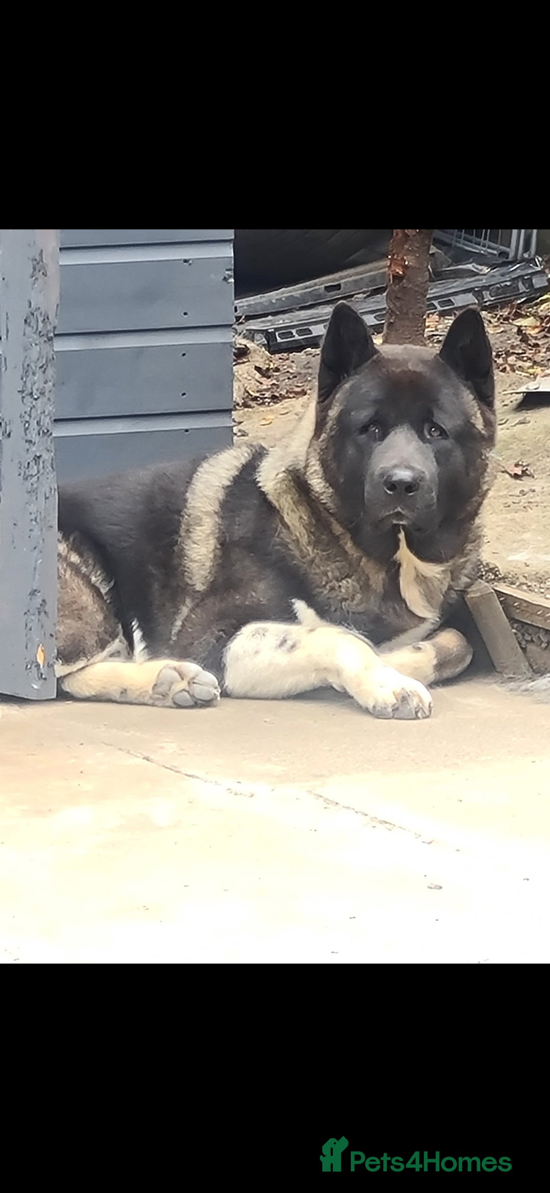 Akita dogs for sale: Male American Akita - Image 3