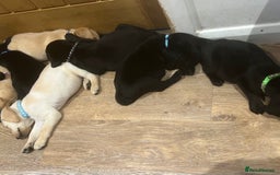 Labrador Retriever dogs for sale: Well bred Labrador puppies - Image 11