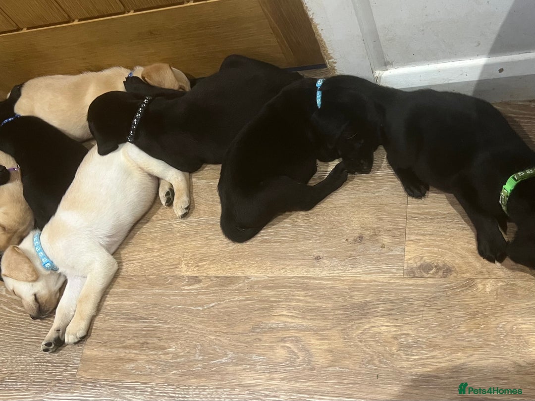 Labrador Retriever dogs for sale: Well bred Labrador puppies - Image 11