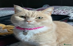 British Shorthair cats for sale: Nala - Rehoming (No fee)  - Image 6