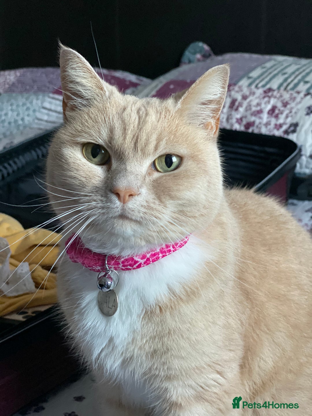 British Shorthair cats for sale: Nala - Rehoming (No fee)  - Image 6