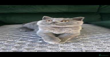 British Shorthair cats - Advert 9