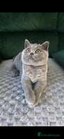 British Shorthair cats - Advert 3