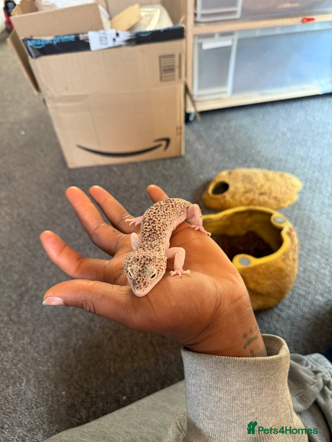 Leopard Gecko reptiles for sale: Leopard geckos for sale  - Advert 15