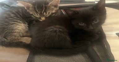 Mixed Breed cats in Waltham Cross - Advert 8