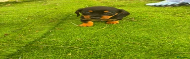 Miniature Dachshund 3