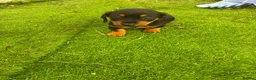 Miniature Dachshund dogs for sale: Miniature dachshund puppies in Dalkeith - Advert 4