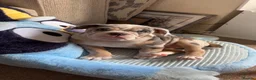 Olde English Bulldogge dogs for sale: Mabel  - Advert 13