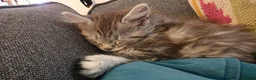 Maine Coon cats for sale: 3 beautiful maincoon kittens  - Advert 2