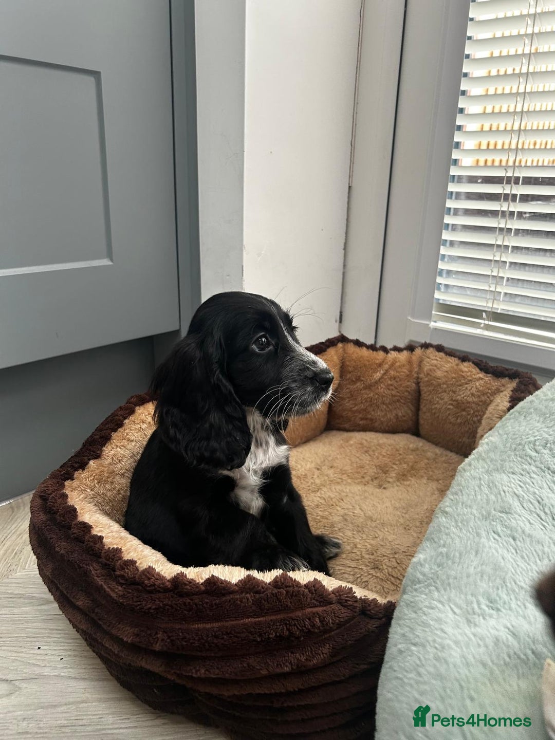 Cocker Spaniel dogs for sale: Show cocker spaniels  - Image 2
