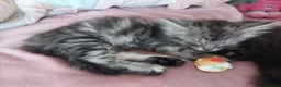 Mixed Breed cats for sale: Gorgeous Loving Kittens Looking for Forever Homes  in Slough - Advert 22