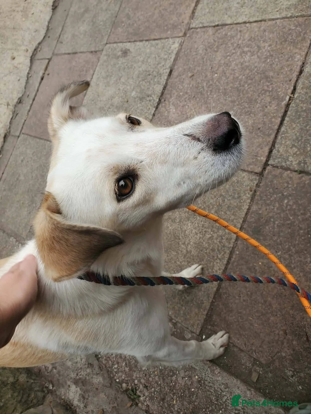 Mixed Breed dogs for adoption: Meet Elena, currently residing in Sheffield  in Sheffield - Advert 2