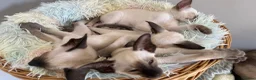 Siamese cats for sale: Siamese GCCF Registered kittens in Wellingborough - Advert 8