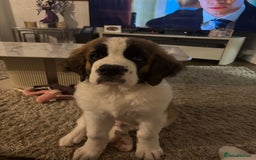 Saint Bernard dogs for sale: 4 month old Saint Bernard.  - Image 4
