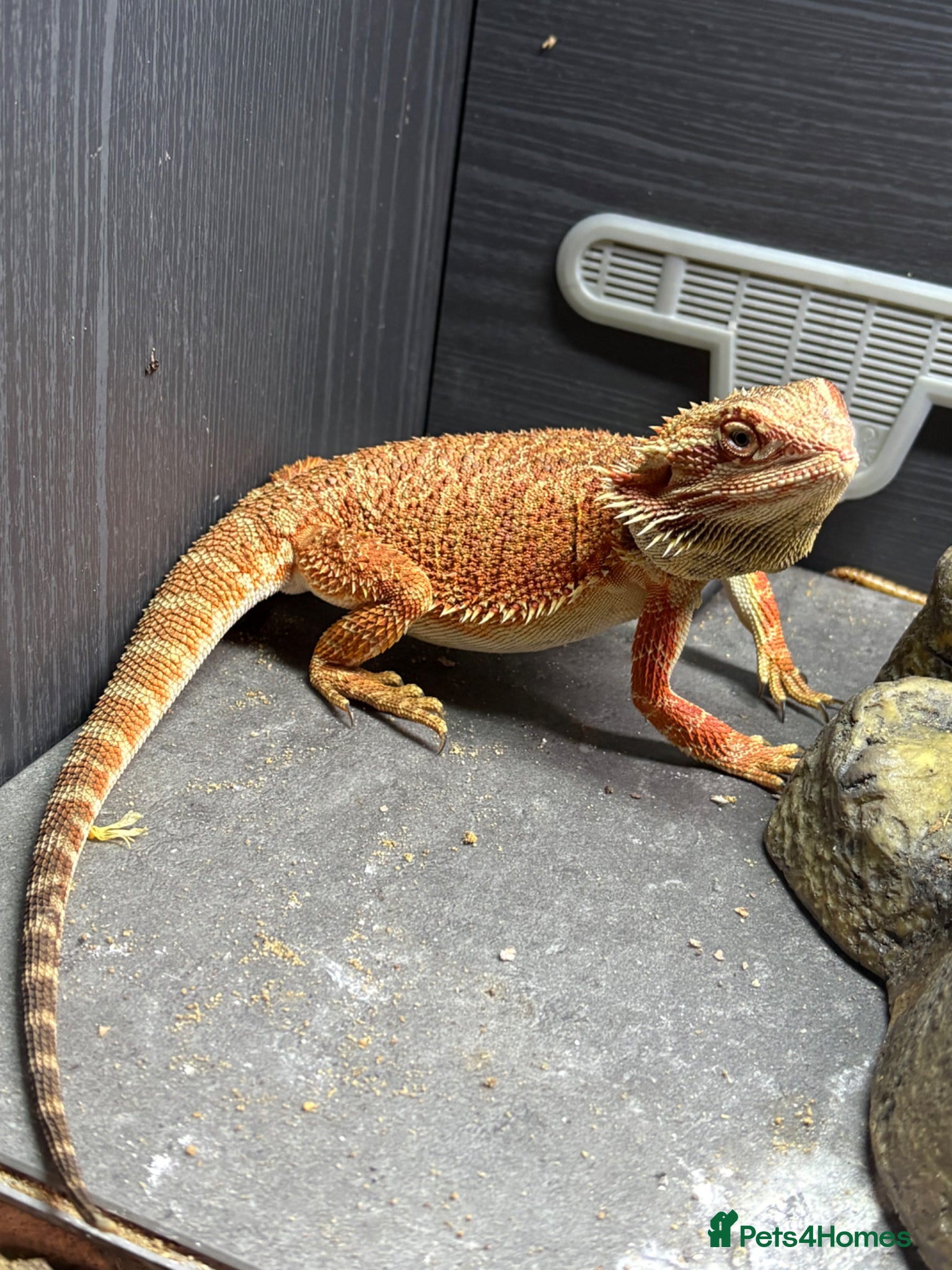 Bearded Dragon reptiles Elmo the one year old beardie - Advert 2