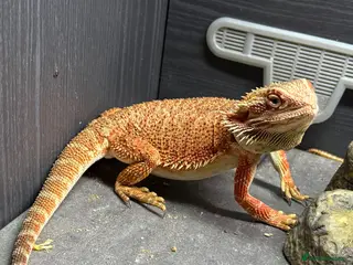 Bearded Dragon reptiles Elmo the one year old beardie - Advert 1