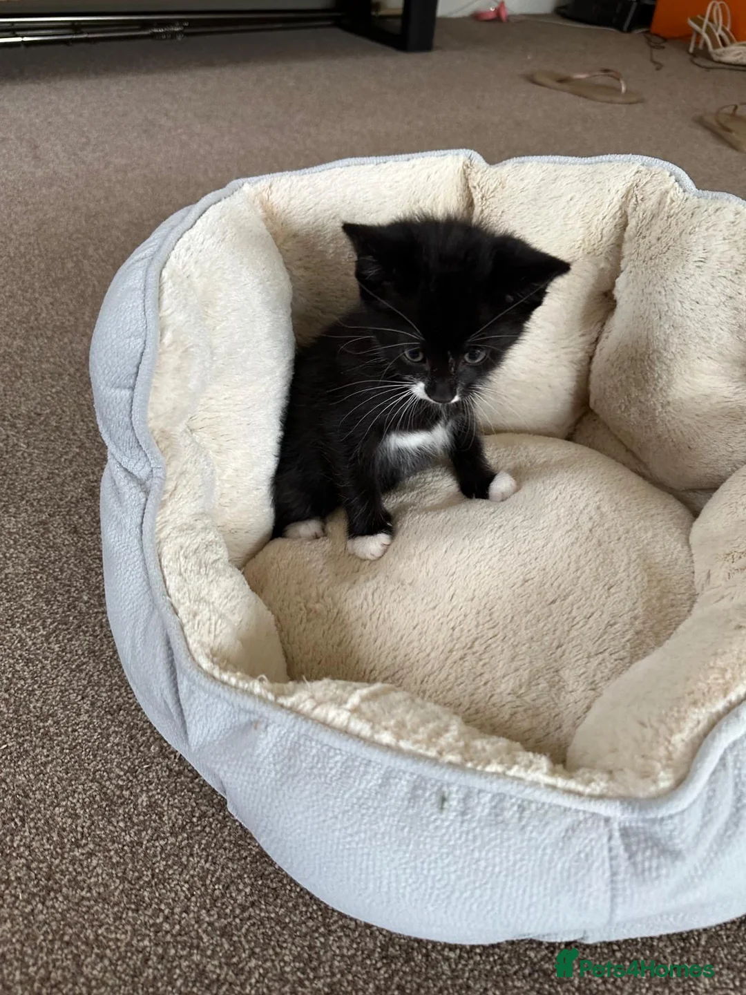 Mixed Breed cats for sale: Two beautiful kittens - ready to go - Advert 2