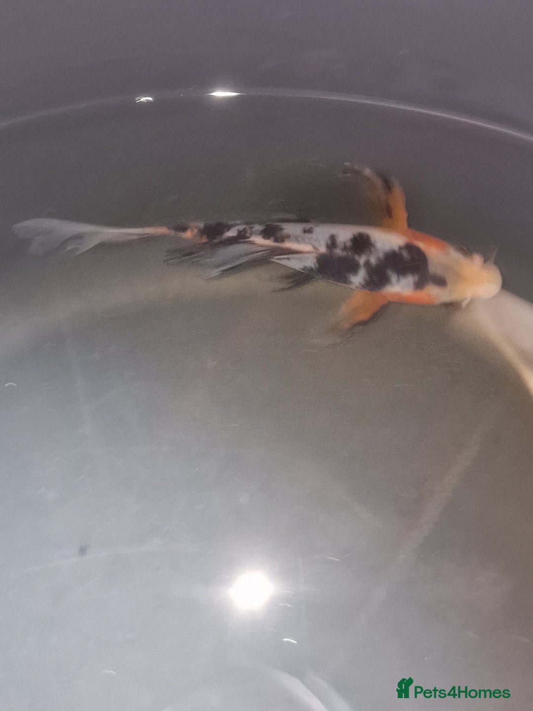 Koi Carp fish for sale: Koi for sale - Image 5