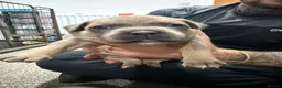 Staffordshire Bull Terrier dogs for sale: Blue fawn tri Staffordshire bull terrier puppys - Advert 7