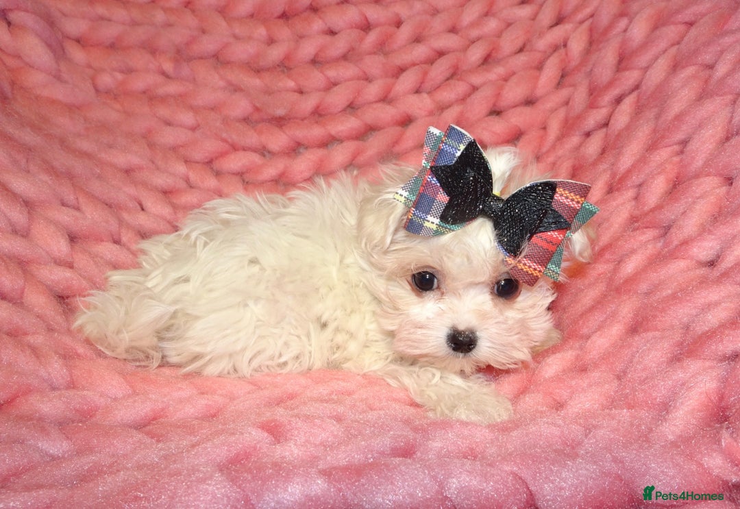 Maltipoo dogs for sale: *Micro Tiny F1 Maltese x Toy Poodle Maltipoo Pup* - Image 10