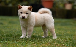 Japanese Shiba Inu dogs for sale: Beautiful Cream Shiba Inu boy for sale  - Image 35