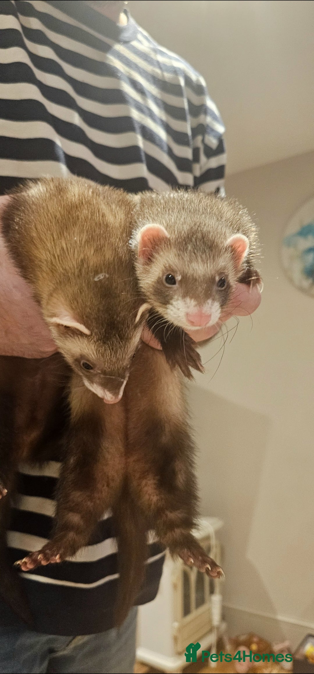 Ferret rodents for sale: 2 female ferrets  - Advert 1