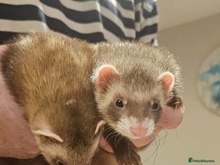 Ferret rodents 2 female ferrets - Advert 1
