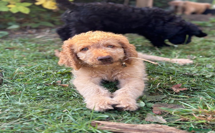 Labradoodle dogs in Uxbridge - Advert 1