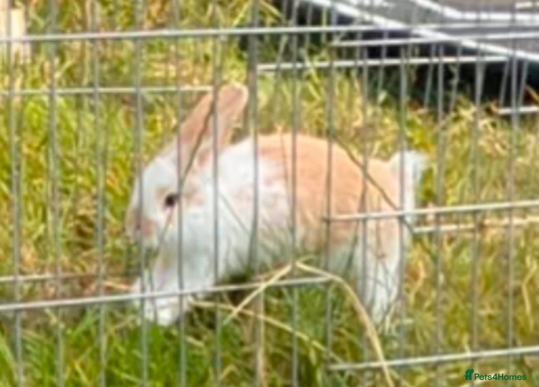 Mini Lop rabbits for sale: Beautiful mini lop bunnies 🐇🐰 - Image 8