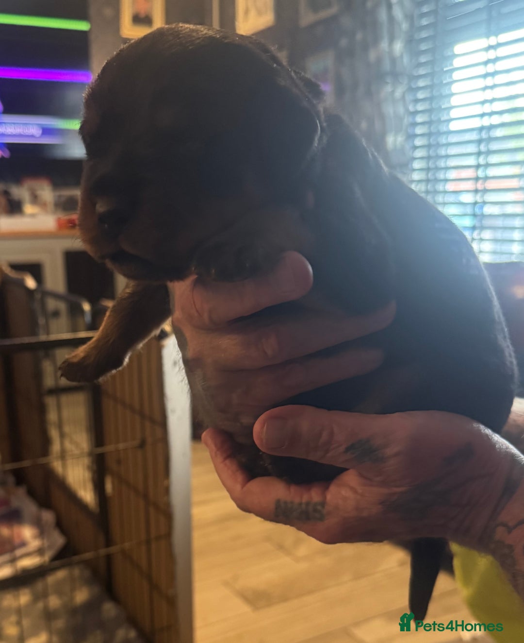 Rottweiler dogs for sale: STUNNING KC ROTTWEILER PUPPIES - Image 4