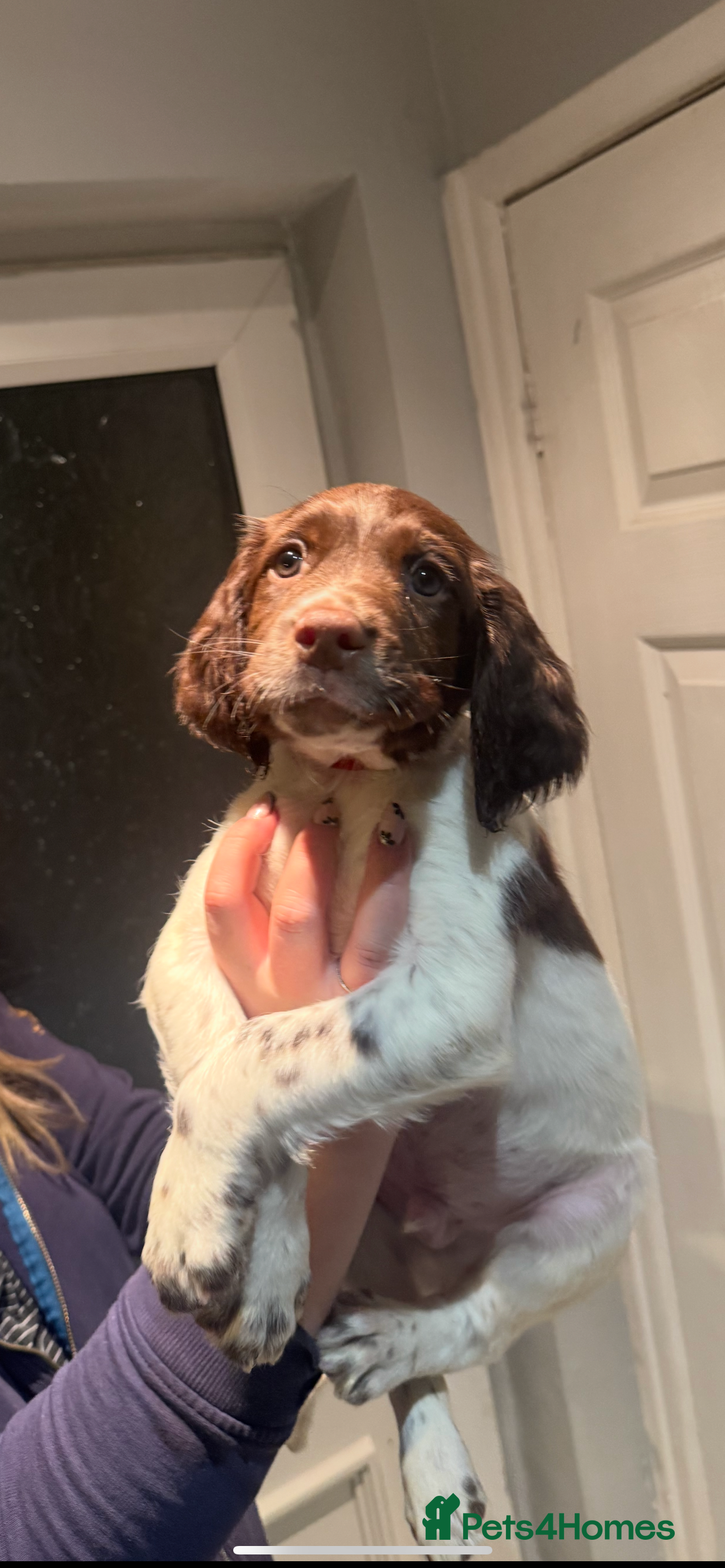 English Springer Spaniel dogs STUNNING liver and white KC ESS male  - Advert 12