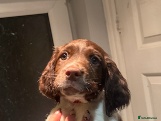 English Springer Spaniel dogs STUNNING liver and white KC ESS male - Advert 2