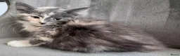 Mixed Breed cats for sale: Kittens  - Advert 9
