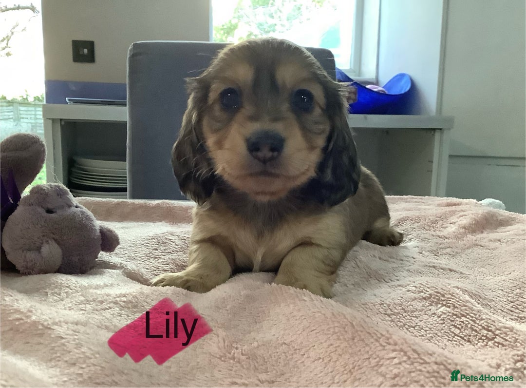 Miniature Dachshund dogs for sale: PRA Clear Mini Longhair Dachshund Pups Cream Red.. - Advert 31