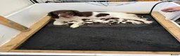 English Springer Spaniel dogs for sale: Lovely English springer spainels for sale! - Advert 4